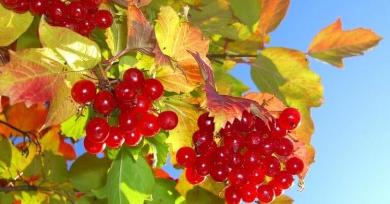 На Черкащині сьогодні до +26°: день буде сонячним, але наближається похолодання